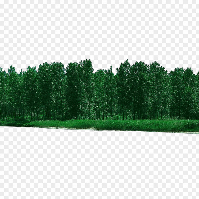 Lawn Evergreen Green Tree Grass Natural Environment Woody Plant PNG
