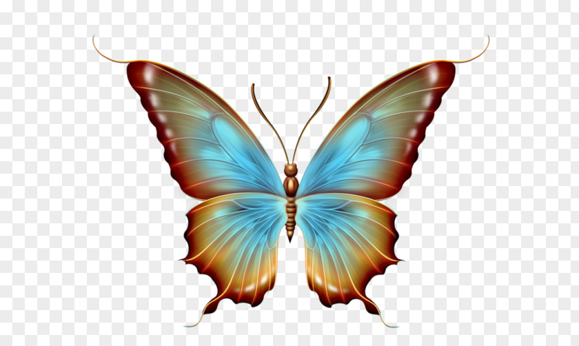 Papillon Butterfly Graphic Design PNG