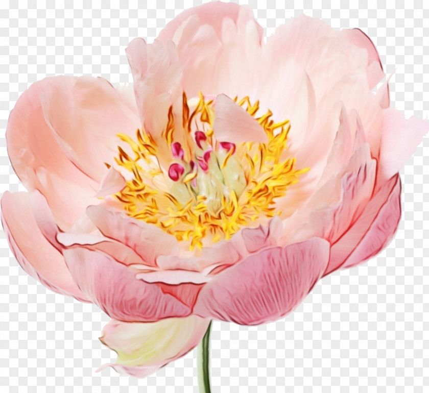 Peony Pink Flowers Garden Roses PNG