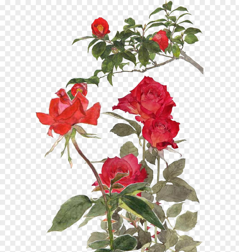 Rose Garden Roses Centifolia Rosa Chinensis Memorial Beach PNG