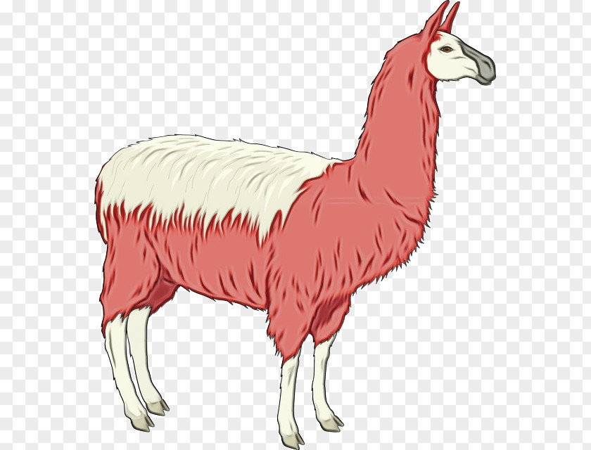 Sheep Livestock Llama Cartoon PNG