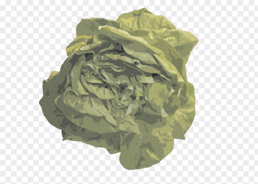 Vector Cabbage Euclidean Vegetable Fruit PNG