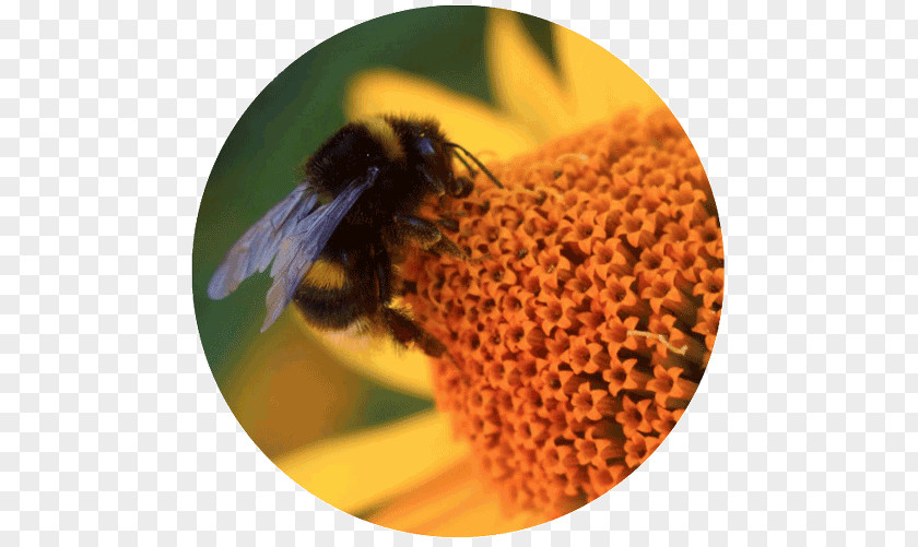 Bee Honey Bumblebee Insect Pollinator PNG
