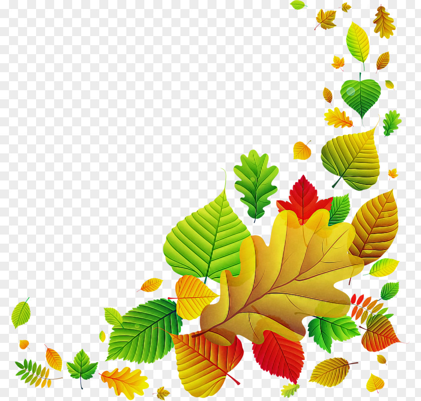 Flower Plant Leaf Yellow PNG