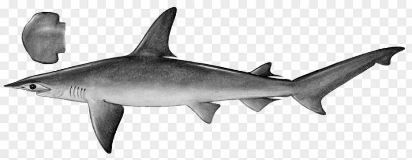 Isurus Oxyrinchus Tiger Shark Scalloped Bonnethead PNG