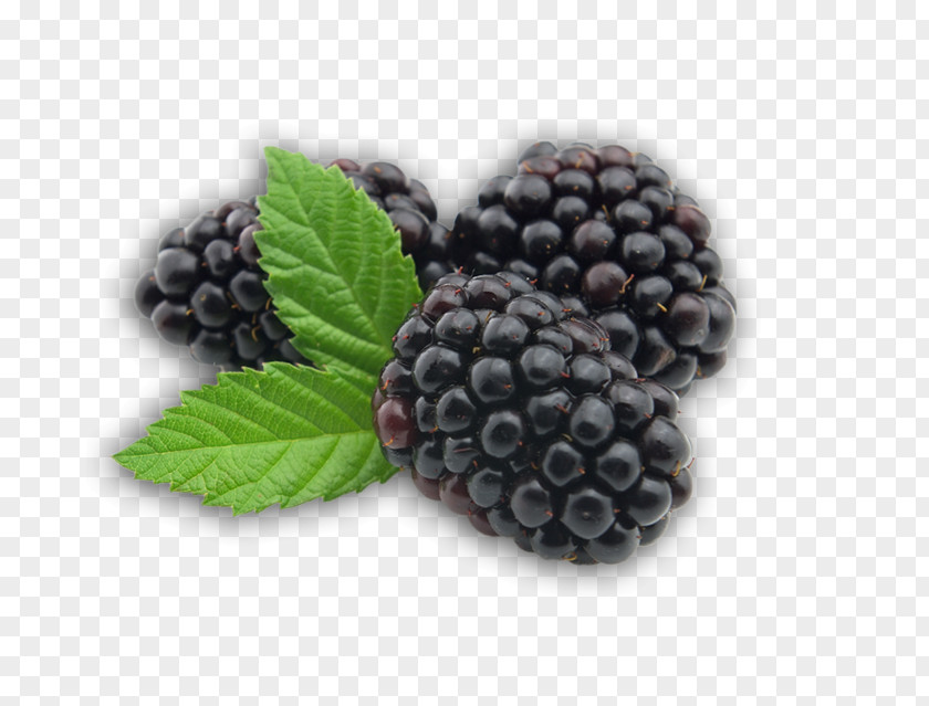 Blackberry Fruit Transparent BlackBerry PNG