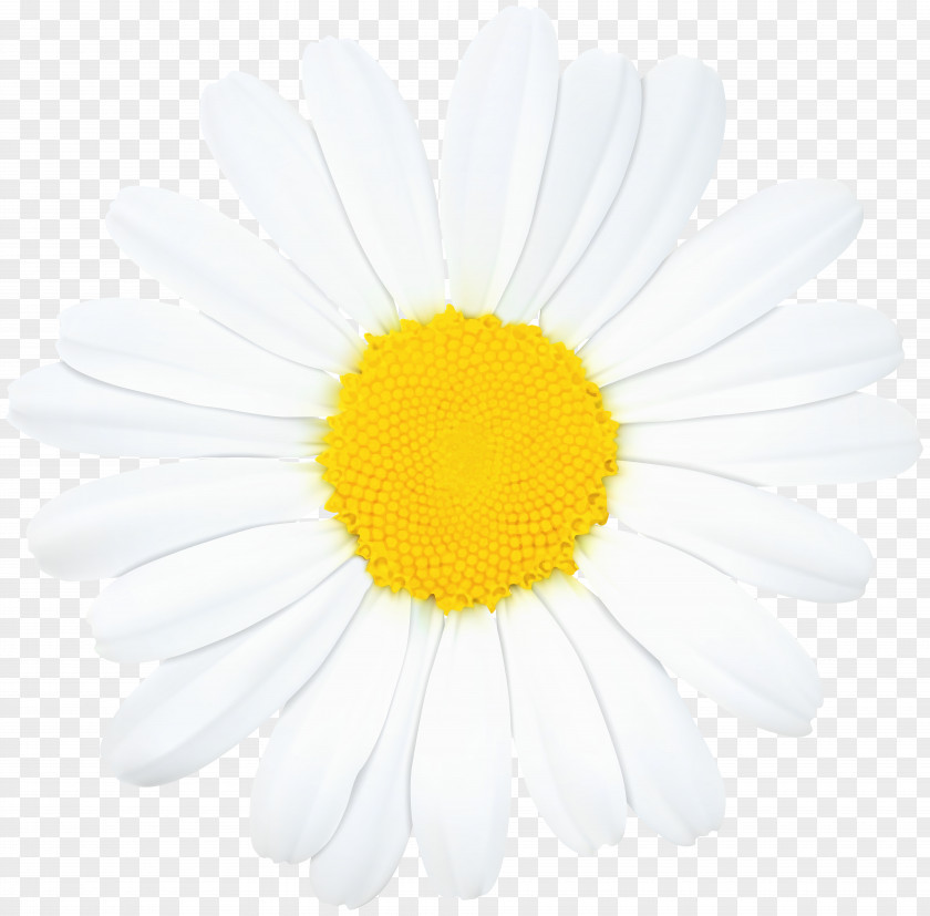 Daisy Flower Clip Art Image Roman Chamomile Oxeye Transvaal Chrysanthemum Common Sunflower PNG