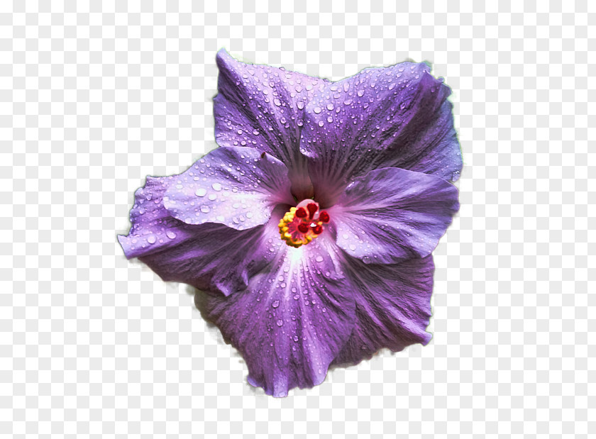 Hibiscus Mallows Violet Plant Lilac PNG