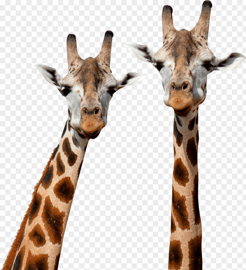 Northern Giraffe Stock Photography Mammal Masai PNG