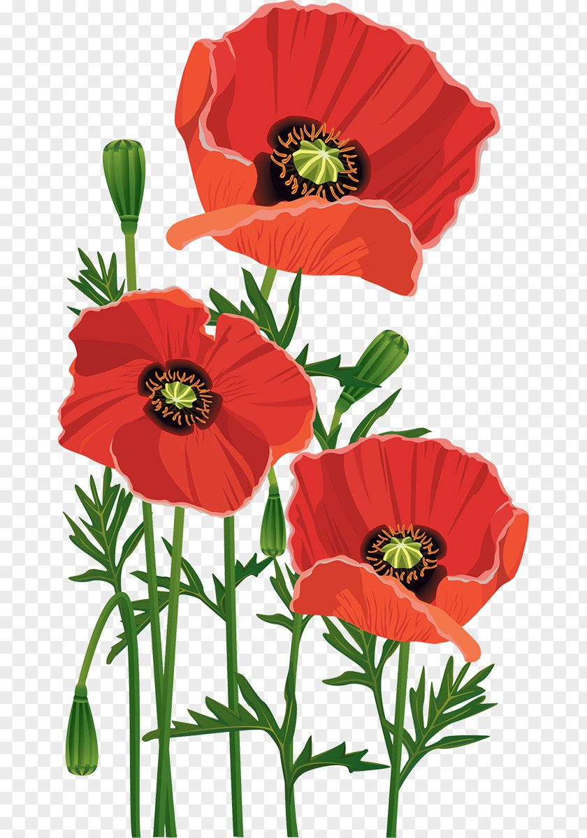 Poppy Flower Stock Photography Desktop Wallpaper Clip Art PNG