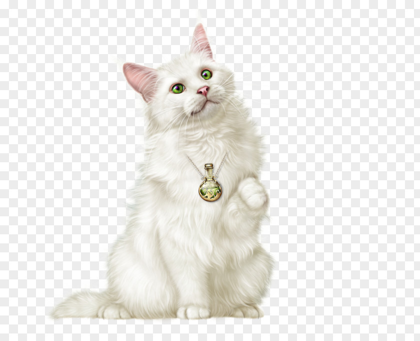 Cat Animal Illustrations Clip Art Image PNG