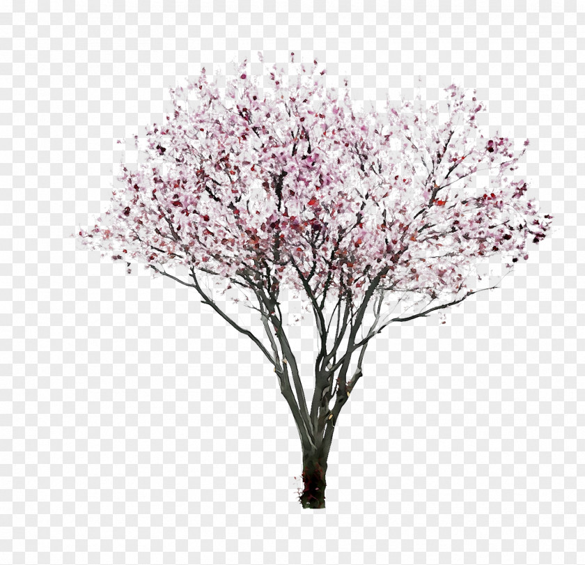 Cherry Blossom ST.AU.150 MIN.V.UNC.NR AD Flowering Plant Cherries Pink M PNG