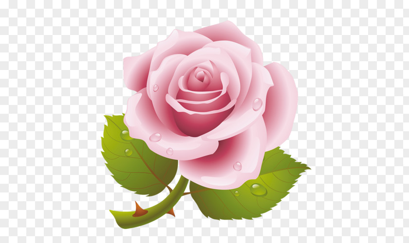 Flower Garden Roses Cabbage Rose Pink Floribunda Clip Art PNG