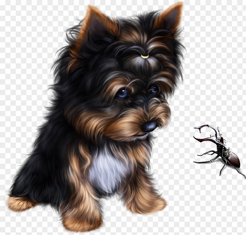 Puppy Yorkshire Terrier Australian Silky Companion Dog PNG