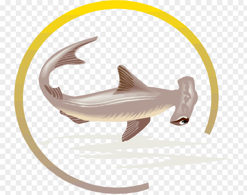 Shark Hammerhead Tiger Fish Great White PNG