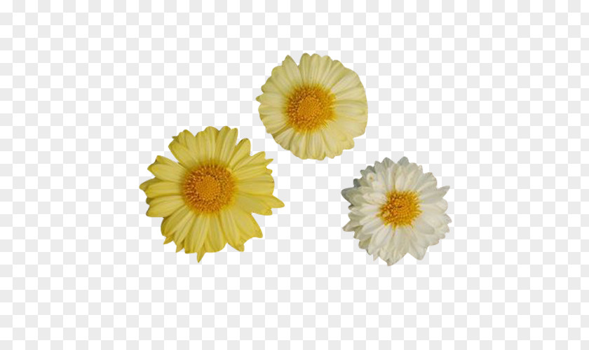 Three Yellow Chrysanthemum Picture Material Xd7grandiflorum Clip Art PNG