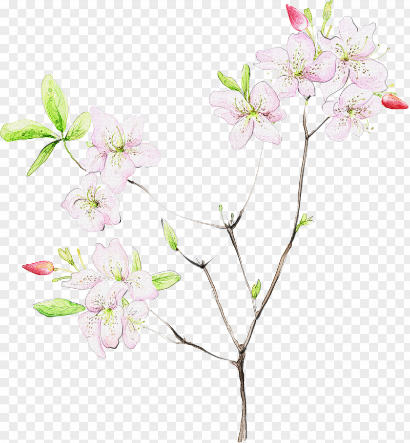 Watercolor White Flower Desktop Wallpaper WUXGA Wide XGA PNG