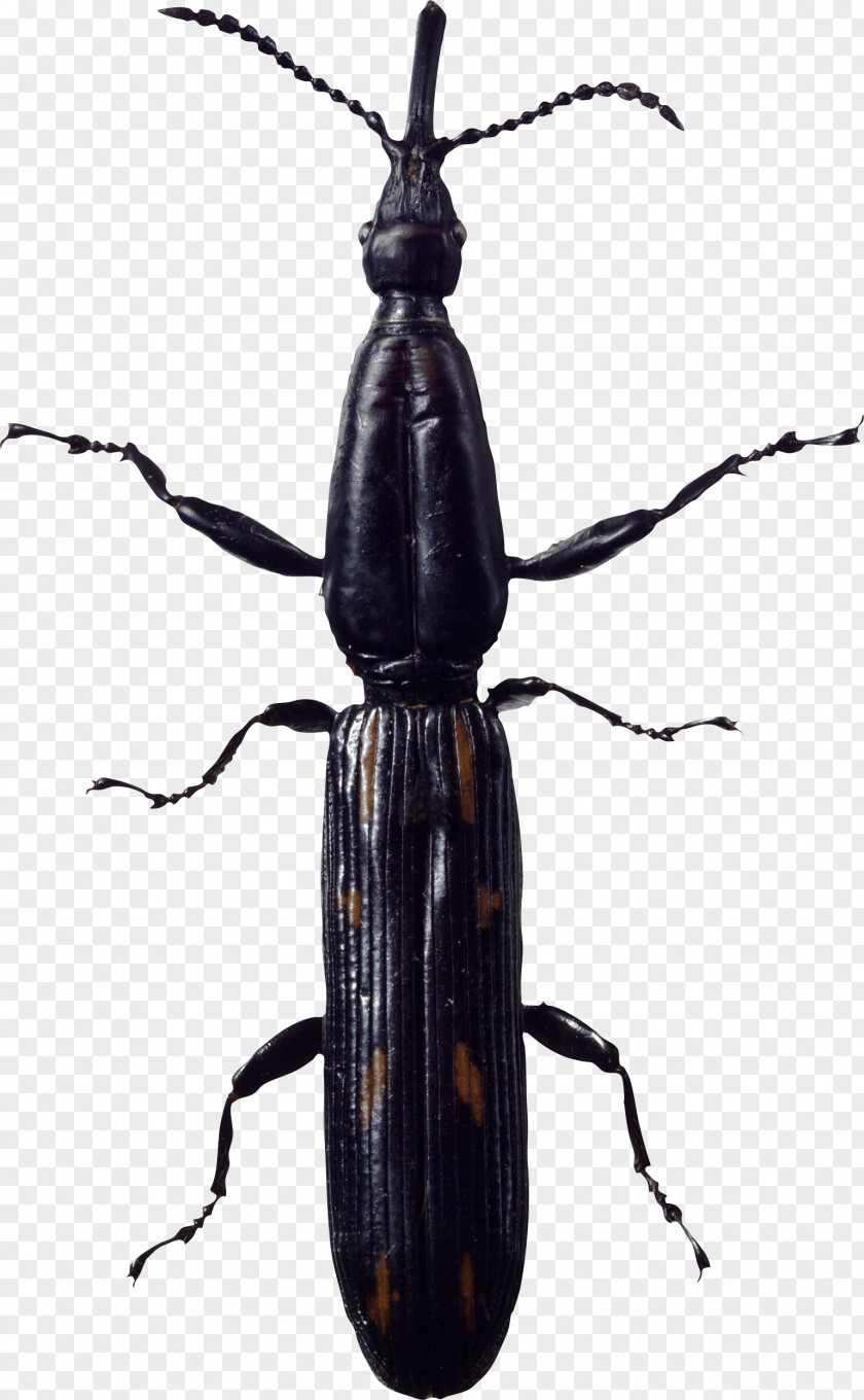 An Insect Cockroach PNG