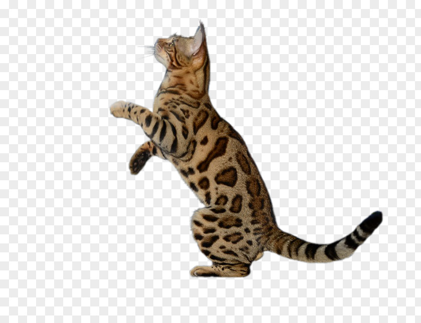 Cats Bengal Cat California Spangled Sokoke Toyger Dragon Li PNG