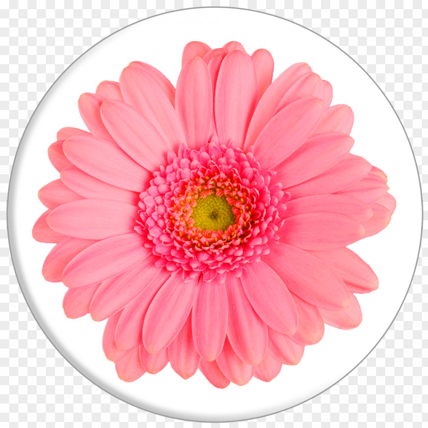 Chrysanthemum Cut Flowers Barberton Daisy Canvas Print PNG