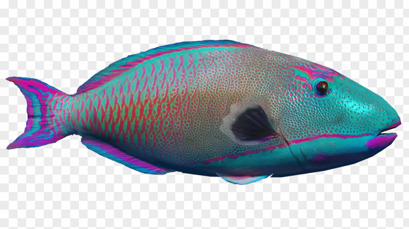 Fish Marine Biology Mammal Coral Reef Fin PNG