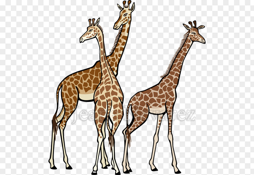 Giraffe Vector Northern Stock Photography Royalty-free PNG