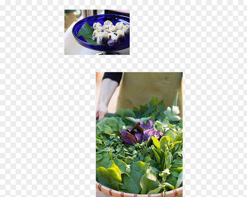Herb Garden ウコンサロン Leaf Vegetable Salad PNG