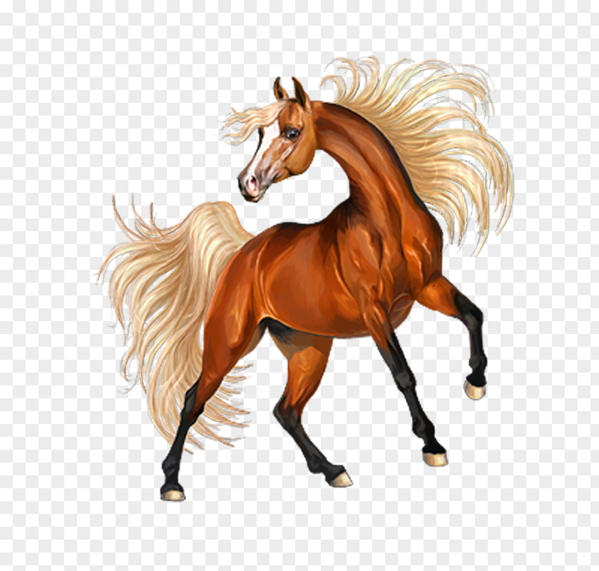 Howrse Arabian Horse Clip Art PNG