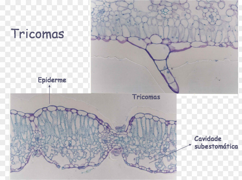 Leaf Epidermis Trichome Abaksiaalsus Anatomy PNG