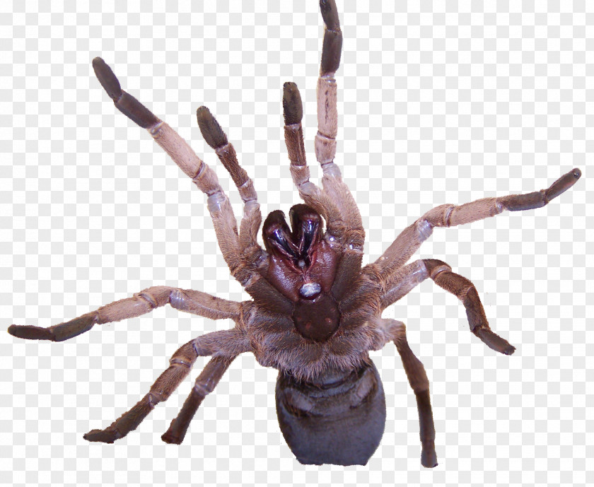 Spider Tarantula Venom Goliath Birdeater Insect PNG