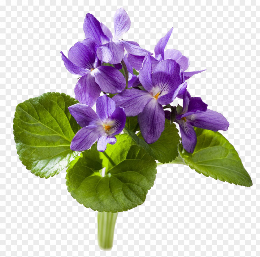 Sweet Violet YouTube African PNG