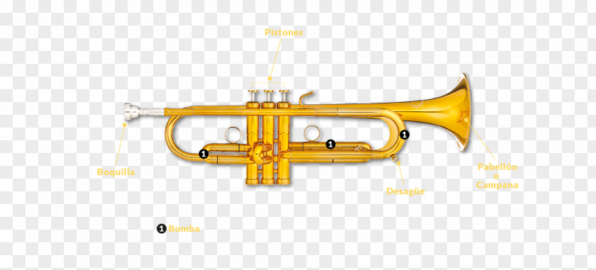 Trumpet Flugelhorn Cornet Bugle Mellophone PNG