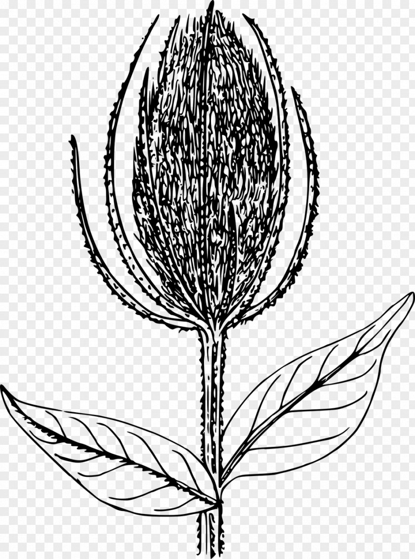 Wildflower Line Art PNG