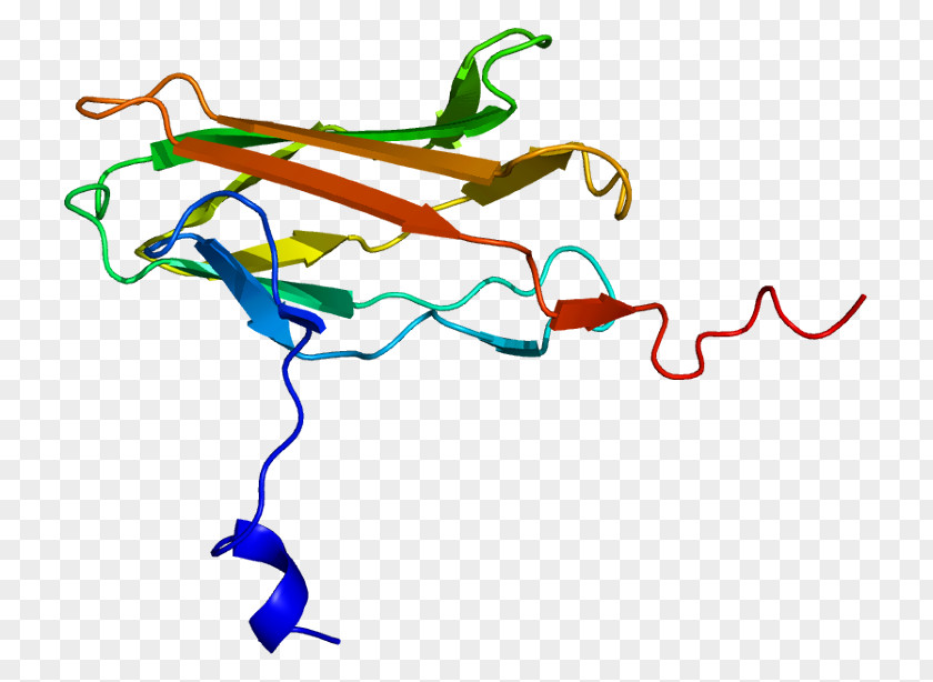 Cancer Variant Cell RUNX2 Core Binding Factor Transcription Gene RUNX3 PNG