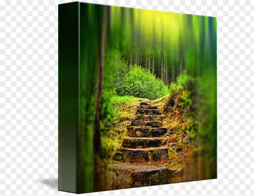 Forest Biome Vegetation Landscape Stock Photography PNG