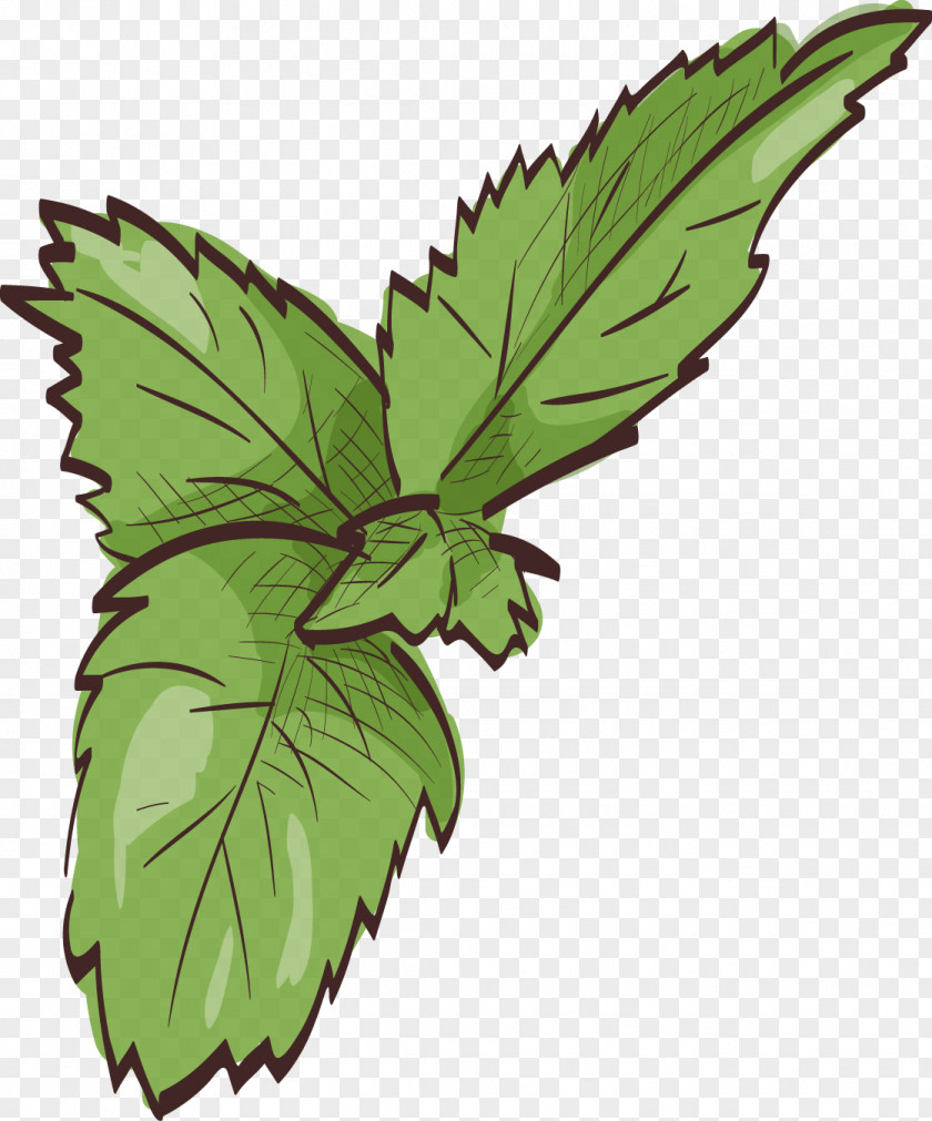 Vector Painted Mint Leaves Leaf Euclidean PNG