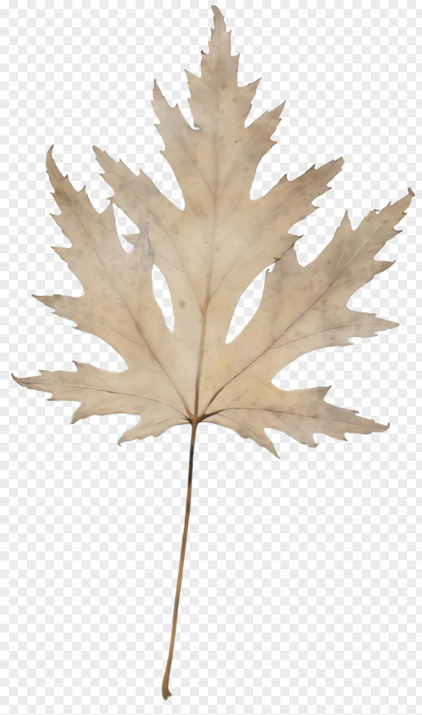 Black Maple Beige Leaf PNG