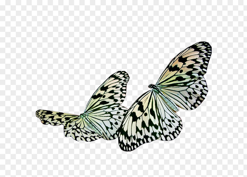 Butterfly Insect Painting PNG