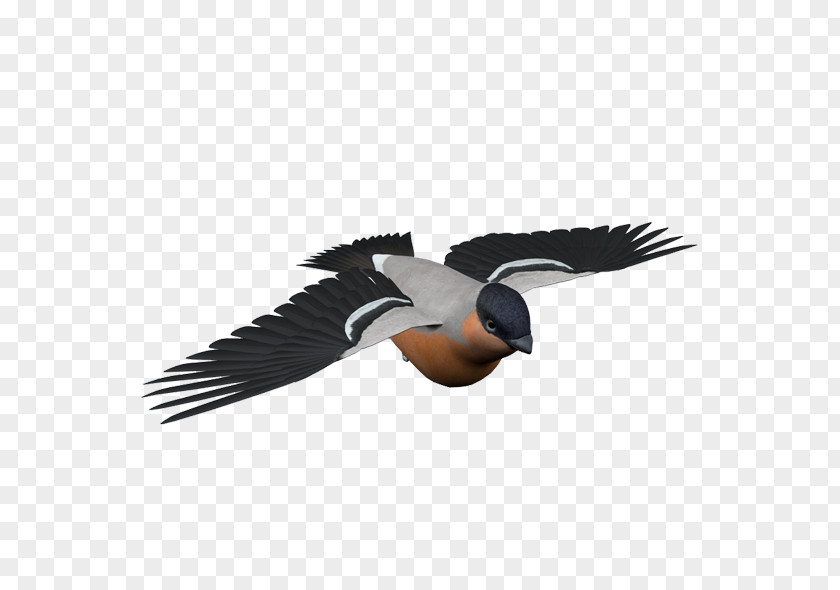 Chickadee Design Element Bird Image Illustration Vector Graphics PNG
