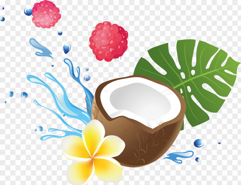 Coconut Fruit PNG
