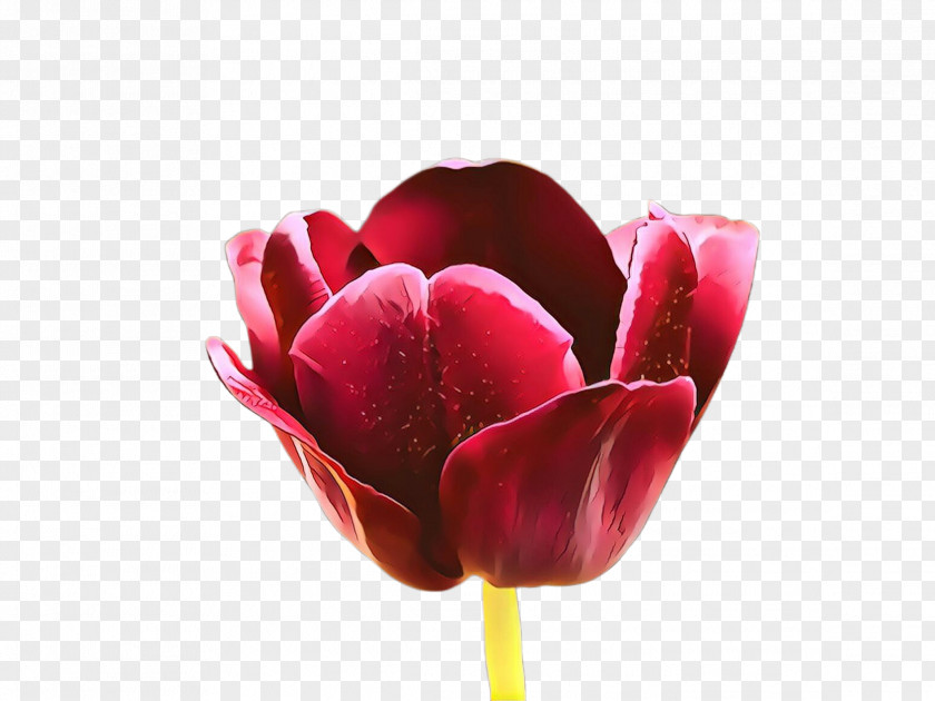 Flower Petal Tulip Red Pink PNG