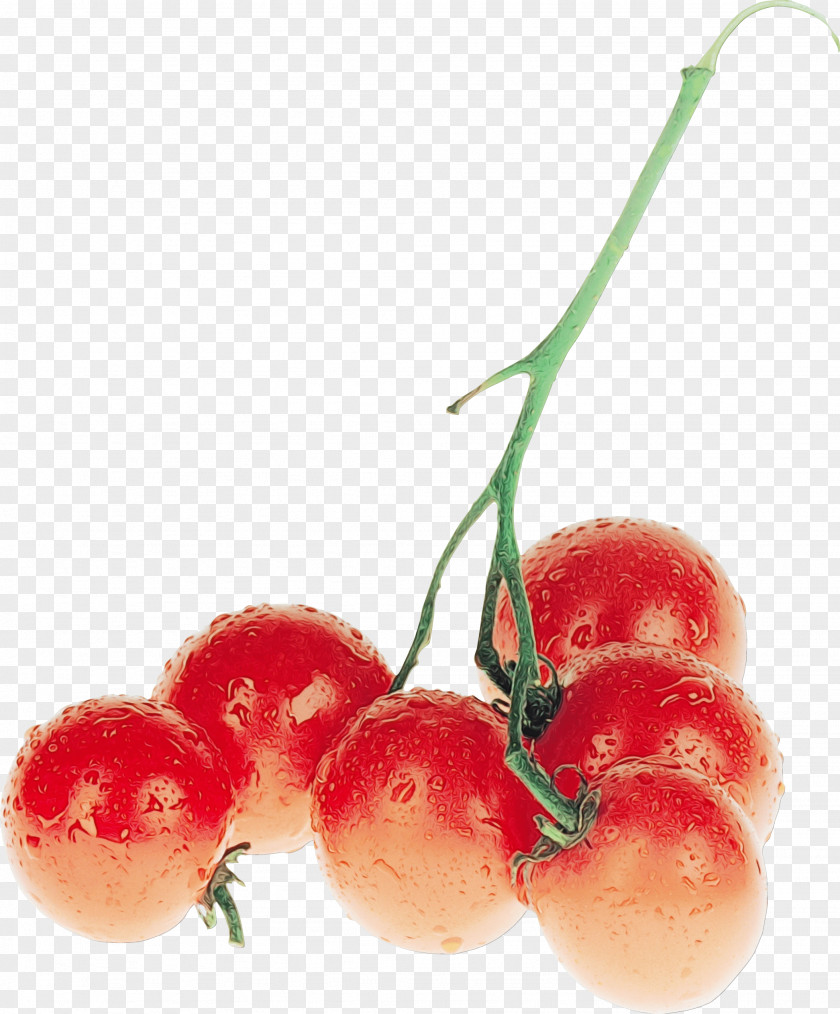 Flowering Plant Acerola Tomato PNG