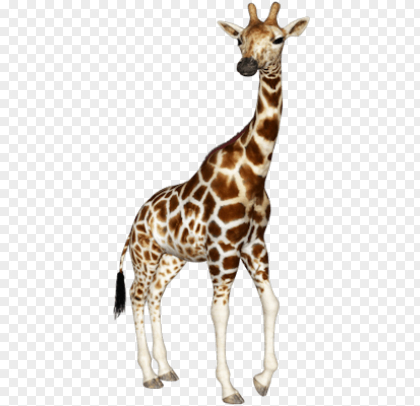 Gloria From Madagascar Giraffe Clip Art Image Transparency PNG