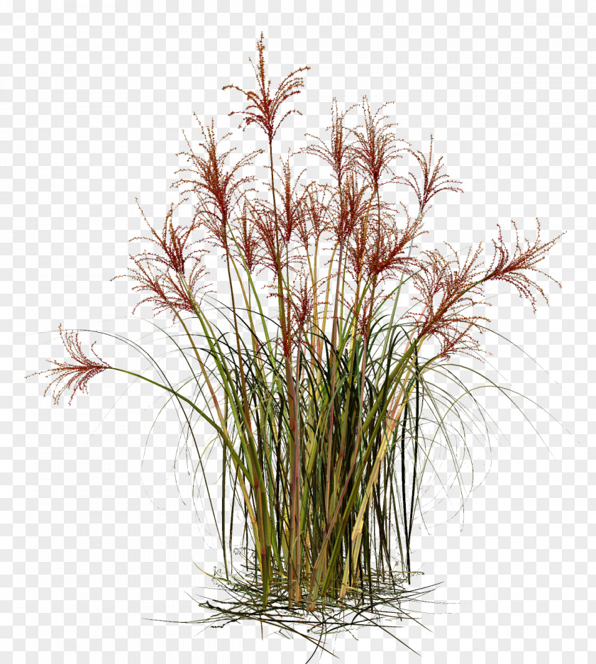Grass Grasses Straw Material PNG