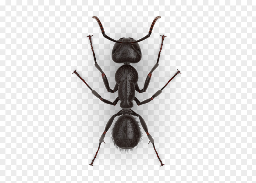 Jack Jumper Ant Black Carpenter Tapinoma Sessile Pest PNG
