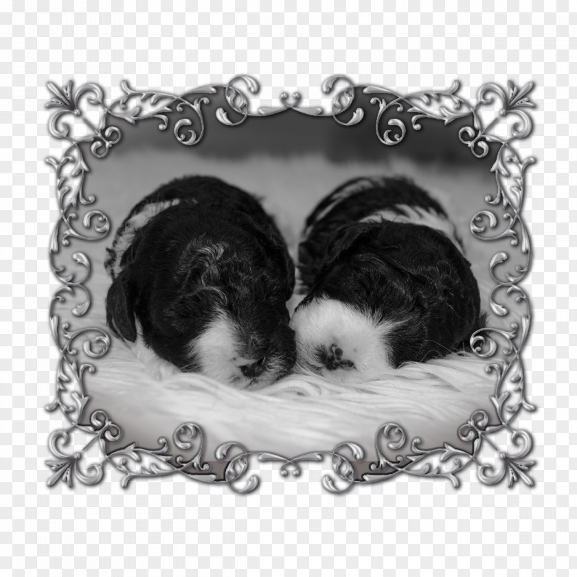 Puppy Dog Breed Shih Tzu Love Picture Frames PNG