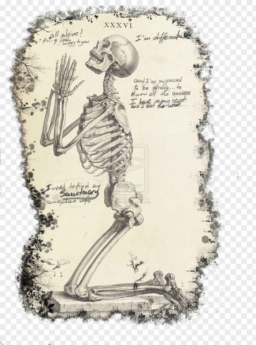Skeleton Praying Hands The Anatomy Of Human Body Prayer PNG