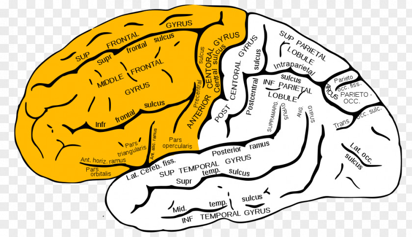 Brain Inferior Frontal Gyrus Superior Lobe Middle PNG