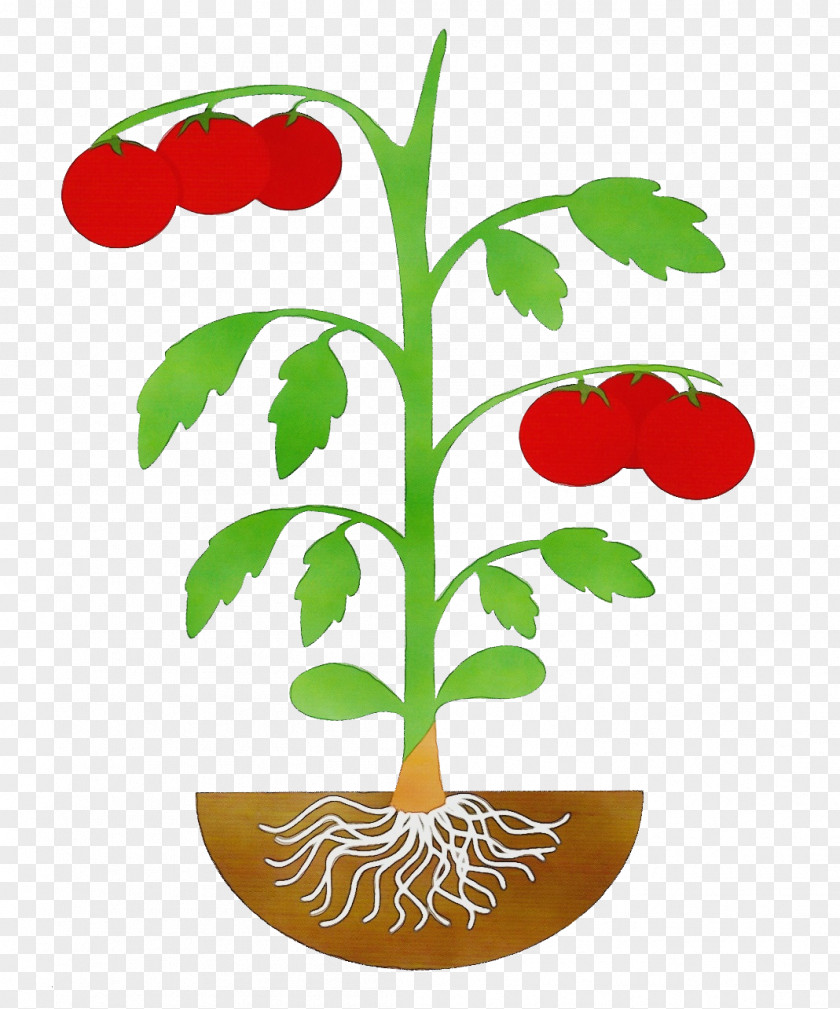 Flowerpot Tree Tomato PNG