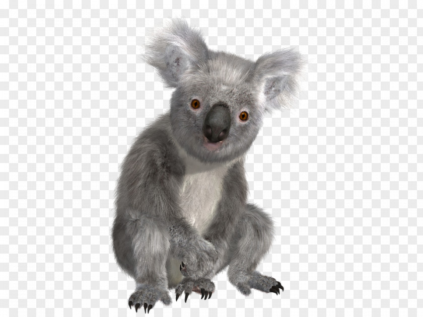 Koala Bear Sloth PNG